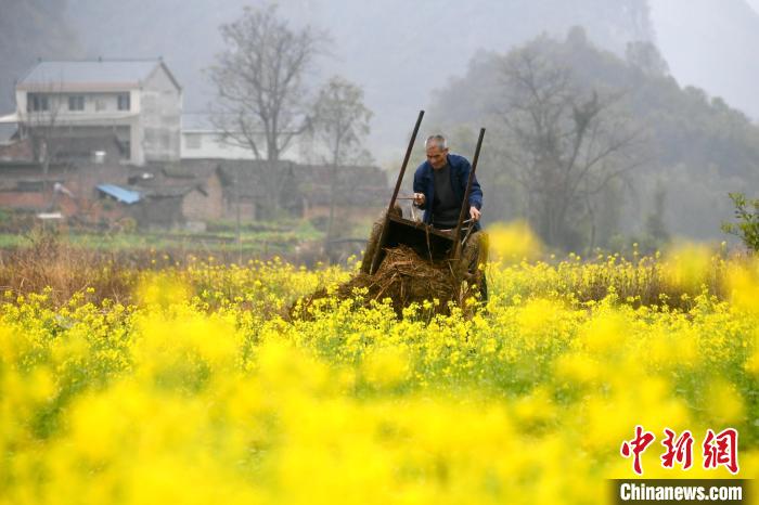 田間地頭一派人勤春早的忙碌景象?！×喂飧?攝
