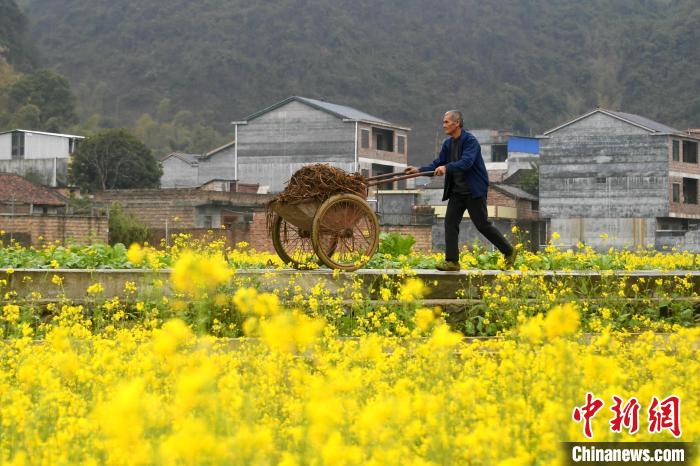 農(nóng)民在田間地頭勞作?！×喂飧?攝