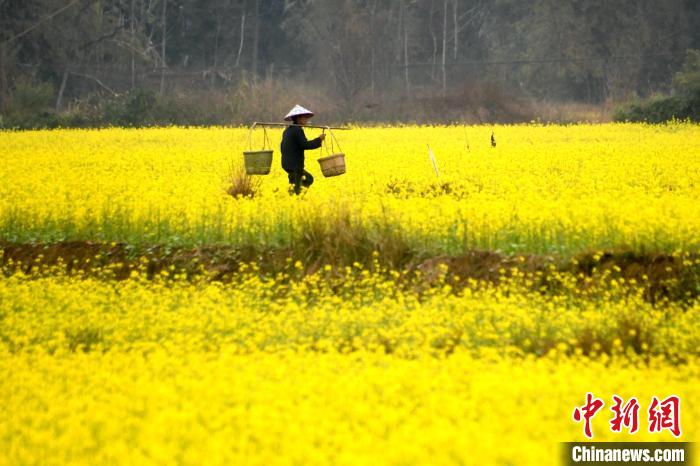 農(nóng)民在田間地頭勞作?！×喂飧?攝