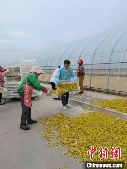 在山西大同，瑞思和當(dāng)?shù)卮迕褚黄鹆罆顸S花?！∩轿鲝V播電視臺(tái)供圖