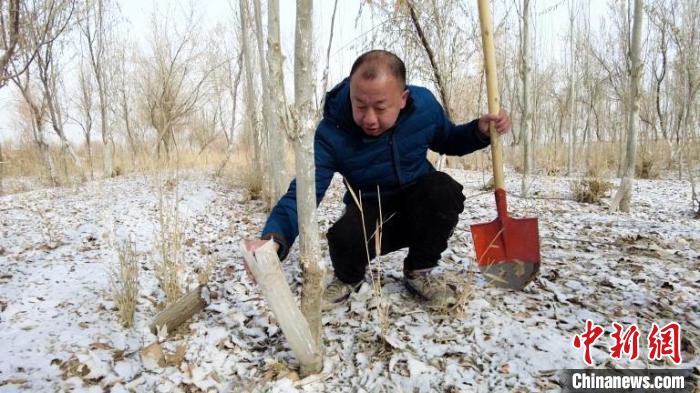 新疆兵團(tuán)沙海護(hù)林員的堅(jiān)守：“我們守護(hù)防護(hù)林，防護(hù)林守護(hù)我們的家園”