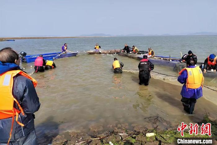 13日至15日，江西在鄱陽(yáng)湖松門(mén)山水域開(kāi)展長(zhǎng)江江豚遷地保護(hù)行動(dòng)?！≌捕Z 攝