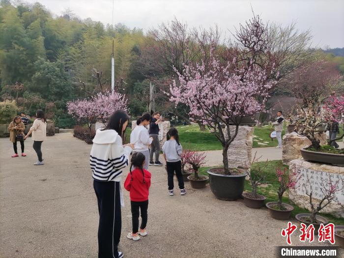 臺胞臺屬欣賞梅花 王全 供圖