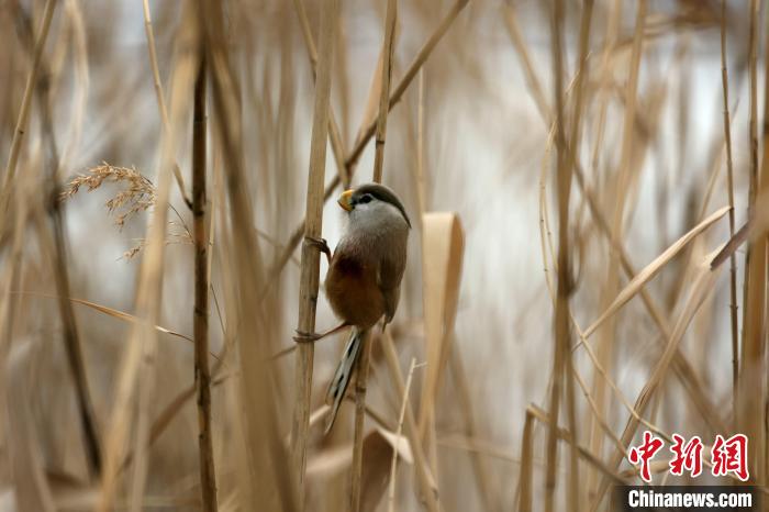 圖為震旦鴉雀?！∩綎|省環(huán)科院 供圖