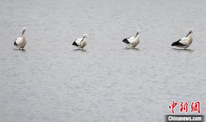 圖為東方白鸛在水中嬉戲?！∩綎|省環(huán)科院 供圖