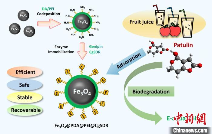固定化酶制備過程及作用機(jī)制示意圖?！≈锌圃褐参锼?供圖