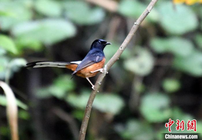 在廣西龍州縣逐卜鄉(xiāng)弄崗村隴亨屯拍攝的白腰鵲鴝。　蔣雪林 攝