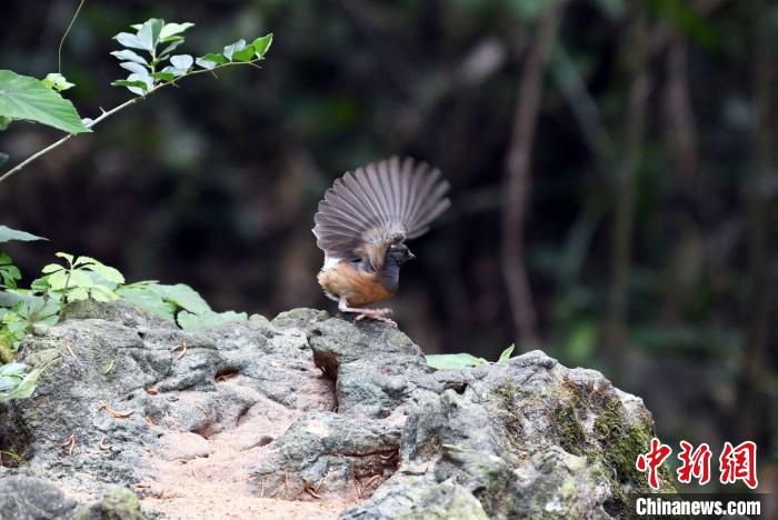 在廣西龍州縣逐卜鄉(xiāng)弄崗村隴亨屯拍攝的白腰鵲鴝?！∈Y雪林 攝