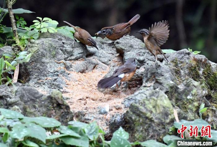 在廣西龍州縣逐卜鄉(xiāng)弄崗村隴亨屯拍攝的斑頸穗鹛?！∈Y雪林 攝
