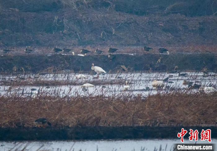 參賽者拍攝的洞庭湖候鳥(niǎo)。　劉科 攝