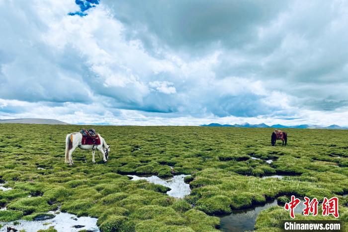 圖為青海草原?！±罱瓕?攝