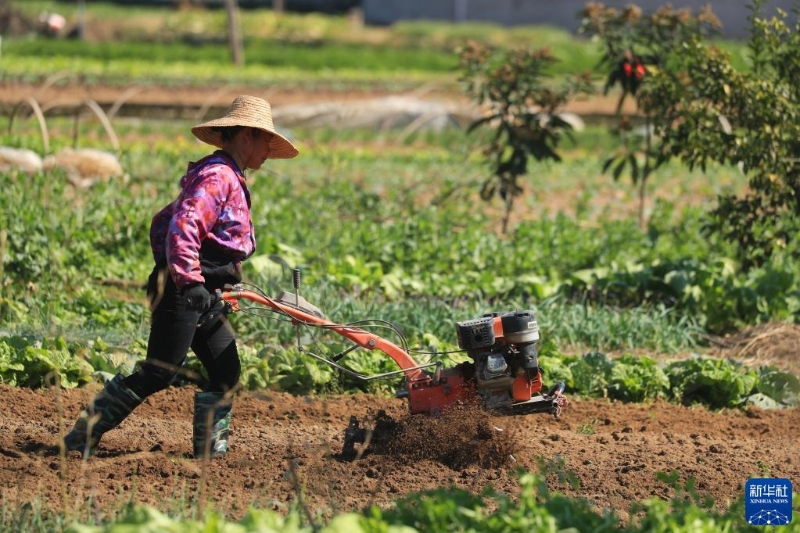 1月31日，在江西省吉安市泰和縣澄江鎮(zhèn)南門村，農(nóng)民在田間翻耕整地，準(zhǔn)備春播春種。新華社發(fā)（鄧和平 攝）
