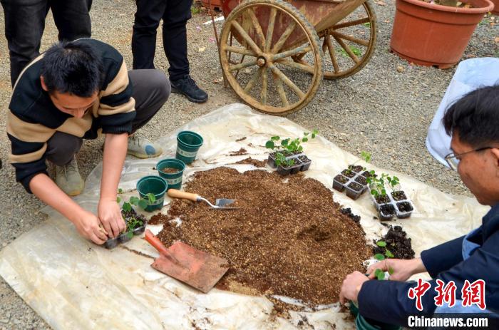 圖為工作人員將“太空洋紫荊”幼苗從育種盤移植至大盆中?！×魏陚?攝
