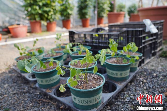 圖為“太空洋紫荊”幼苗?！№f國政 攝