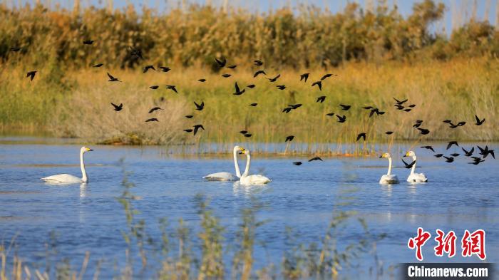 圖為天鵝在博斯騰湖濕地休憩。(資料圖) 年磊 攝