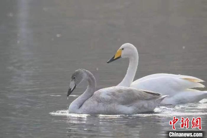 2月27日，30多只大天鵝飛臨北京市平谷區(qū)金海湖。它們在春日暖陽下的湖水中息憩?！⊥觚堒S 攝