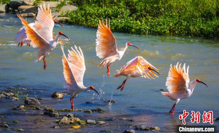 在澗池鎮(zhèn)月河河畔，朱鹮成群結(jié)隊(duì)在河面翩翩起舞。攝影：陳善快 陳善快 攝