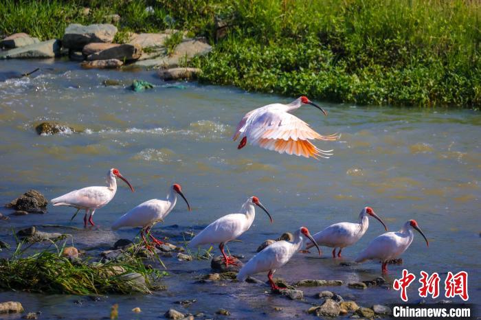 朱鹮。攝影：陳善快 陳善快 攝