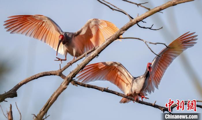 在澗池鎮(zhèn)洞河村所攝，兩只朱鹮在枝頭翩翩起舞。攝影：尹正軍 尹正軍 攝