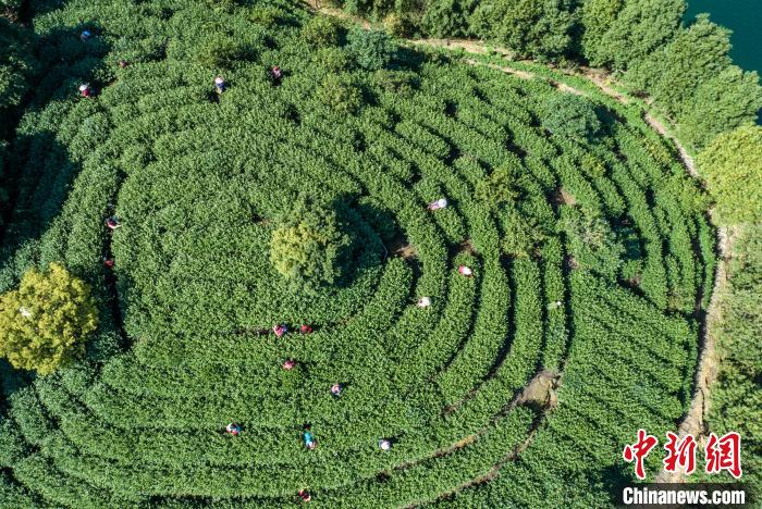 湖上春來(lái)早浙江千島湖春茶今日開采