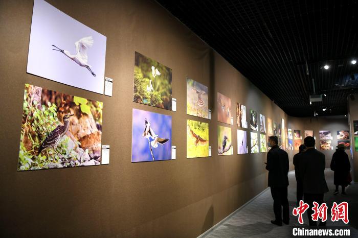 市民觀看精美的鳥(niǎo)類(lèi)圖片展?！⊥鯑|明 攝