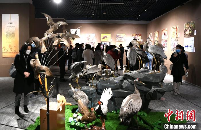市民觀看靈動(dòng)鮮活的動(dòng)物標(biāo)本?！⊥鯑|明 攝