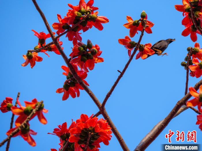 木棉花開，吸引鳥兒覓食嬉戲?！×栝?攝