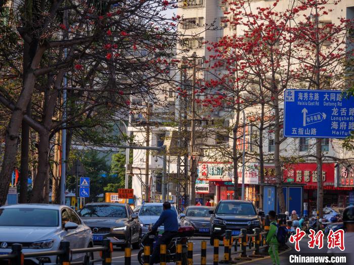 海口五指山路兩側(cè)木棉花盛開。　凌楠 攝