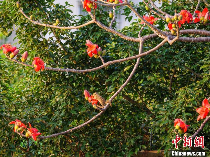 一只松鼠正在盛開的木棉花上覓食?！×栝?攝