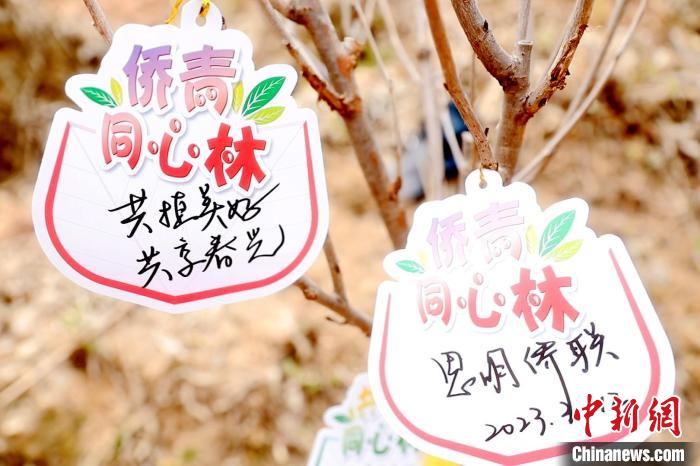 圖為“僑青同心林”標(biāo)簽。　李思源 攝