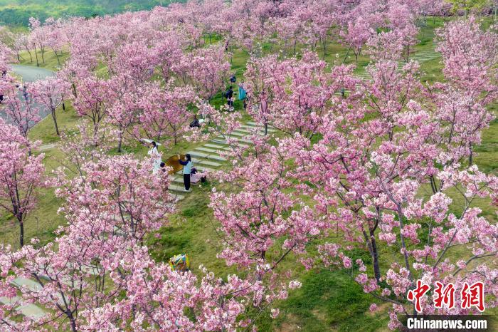 游人徜徉其中仿佛置身“粉色花海”?！『喂饷?攝