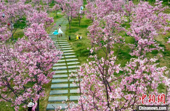 游客在絢麗的櫻花樹下拍照?！『喂饷?攝