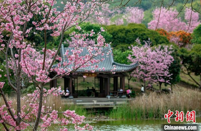 櫻花綻放春景如畫。　何光民 攝