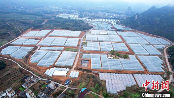 航拍賀州市平桂區(qū)羊頭鎮(zhèn)現(xiàn)代設(shè)施農(nóng)業(yè)產(chǎn)業(yè)園的連片高標(biāo)準(zhǔn)溫室大棚。　俞靖 攝