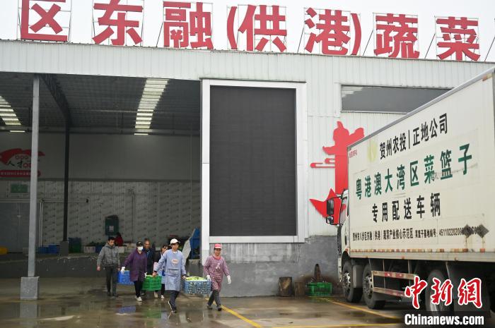 賀州市每年約有七成蔬菜供應(yīng)粵港澳大灣區(qū)市場(chǎng)。圖為菜農(nóng)們?cè)谵D(zhuǎn)運(yùn)各類蔬菜?！∮峋?攝