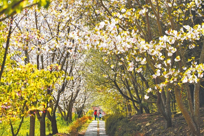 臺(tái)中武陵農(nóng)場粉紅櫻花 臺(tái)中武陵農(nóng)場粉紅櫻花