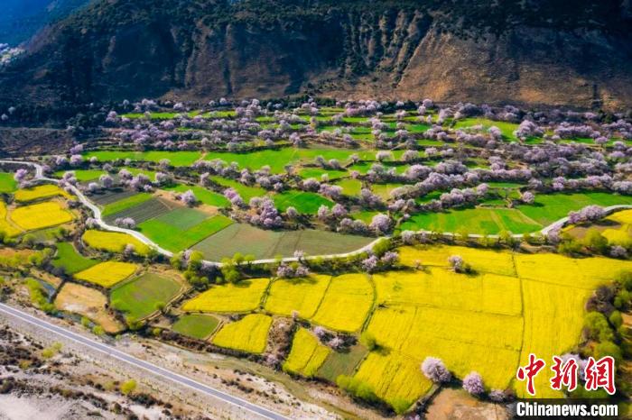 航拍點(diǎn)綴在田野間的桃花。　林芝市旅游發(fā)展局 供圖