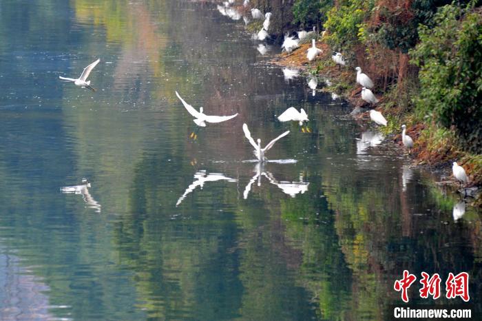 黃柏河白鷺翩飛。(資料圖) 張國(guó)榮 攝