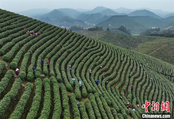 《茶經(jīng)》故里“新茶經(jīng)”：增量求精書寫別樣“共富策”