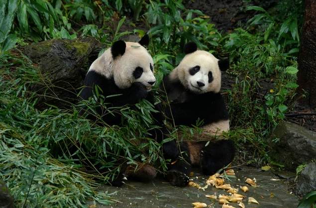 圓圓和圓寶擺拍 圓圓和圓寶擺拍