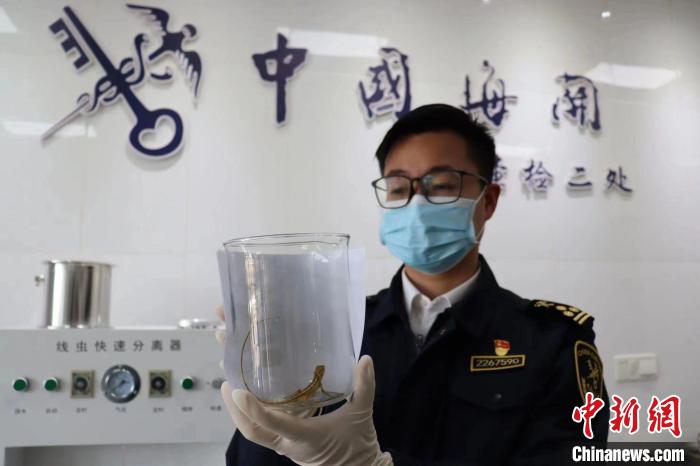 浦東機(jī)場(chǎng)海關(guān)首次在入境貨物中截獲國(guó)家保護(hù)野生動(dòng)物變色樹(shù)蜥