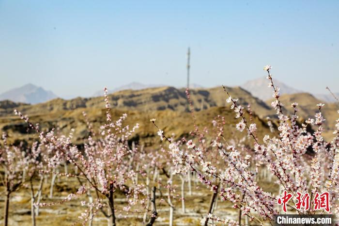 寧夏石嘴山：山花次第盛開扮靚生態(tài)美