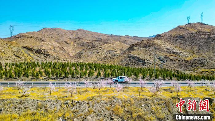 賀蘭山下盛開的山桃花。　賴盛龍 攝