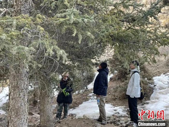 圖為工作人員布設(shè)紅外相機(jī)?！●R金蓮供圖