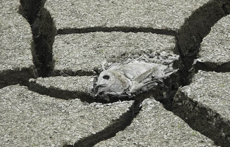 高雄仁武區(qū)觀音湖因久旱不雨導(dǎo)致魚群死亡 高雄仁武區(qū)觀音湖因久旱不雨導(dǎo)致魚群死亡