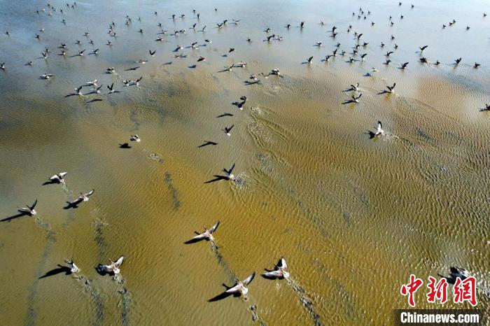 灰雁 北大港濕地自然保護區(qū)管理中心劉培翔 攝 灰雁 北大港濕地自然保護區(qū)管理中心劉培翔 攝