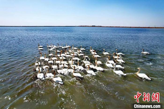 小天鵝 北大港濕地自然保護區(qū)管理中心劉培翔 攝 小天鵝 北大港濕地自然保護區(qū)管理中心劉培翔 攝