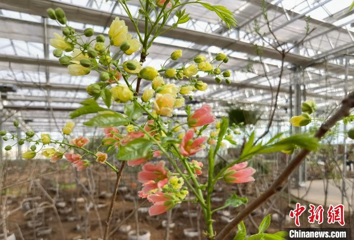 圖為林西縣種植的文冠樹?！钣矜霉﹫D