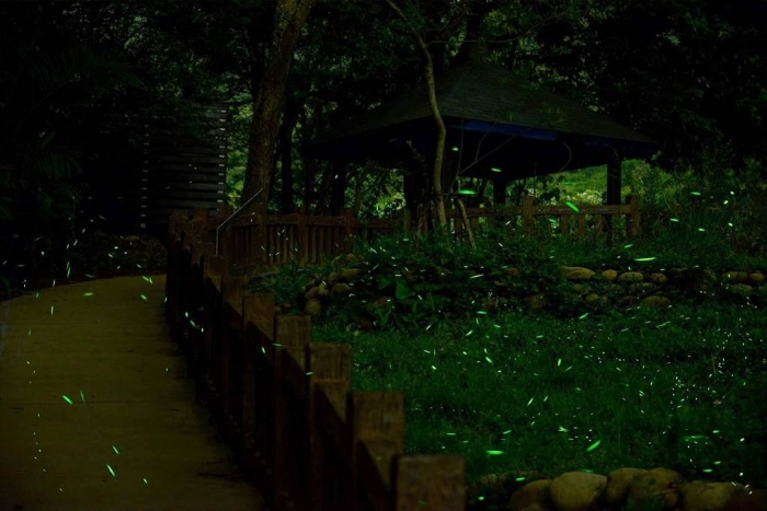 臺中大坑蝶螢嘉年華 臺中大坑蝶螢嘉年華