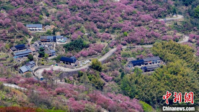 浙江鄉(xiāng)村觀察：“春花”如何帶動(dòng)“賞花經(jīng)濟(jì)”？